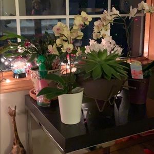 Meet your Posher, Gina